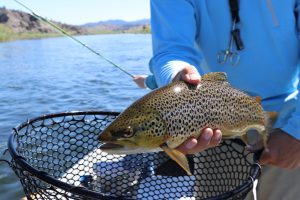 Brown Trout Colorado Fishing